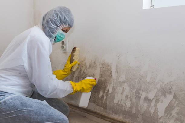Best Mold Removal and Inspection  in Wilsonville, AL