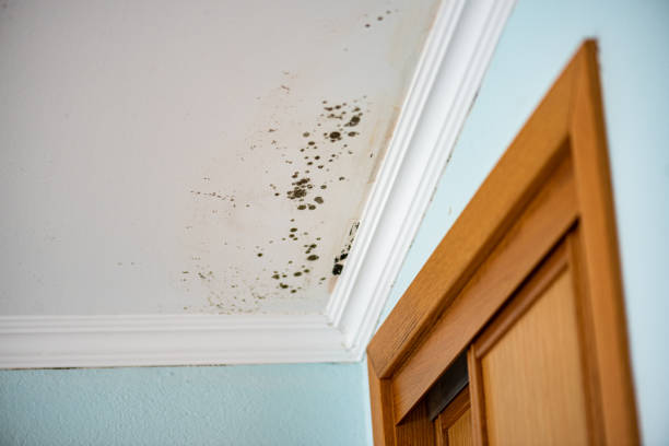 Best Office Mold Removal Services  in Wilsonville, AL