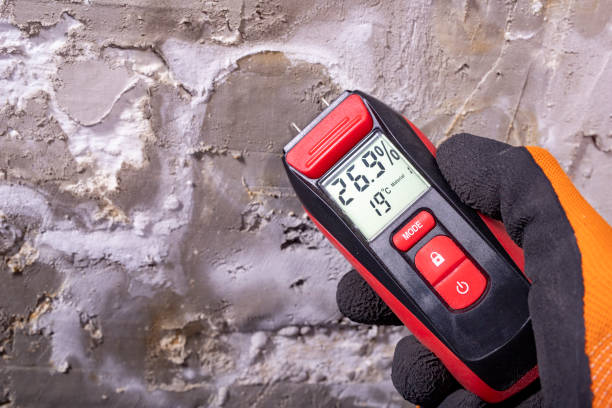 Best Same-Day Mold Removal  in Wilsonville, AL