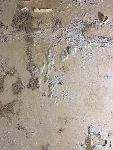 Best Mold Testing  in Wilsonville, AL