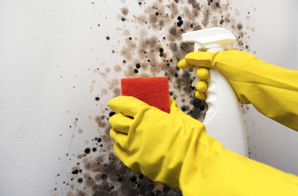Best Mold Testing  in Wilsonville, AL