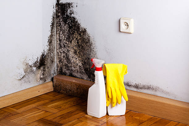  Wilsonville, AL Mold Removal Pros