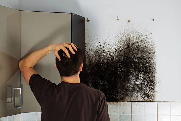 Mold Removal and Inspection in Wilsonville, AL