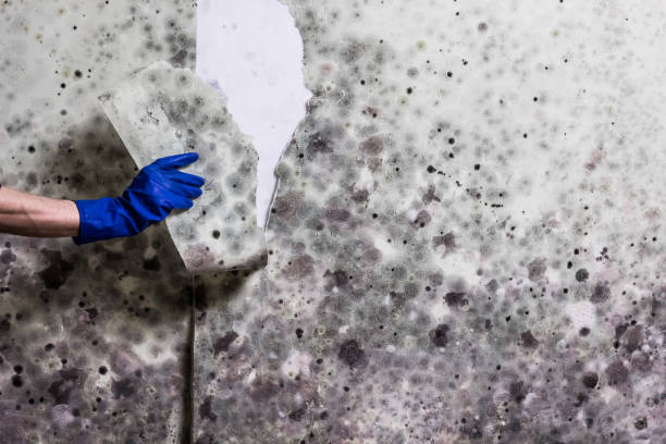 Best Commercial Mold Removal  in Wilsonville, AL
