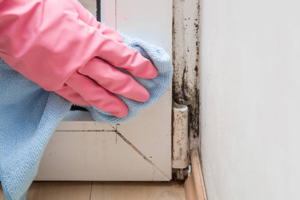 Best Certified Mold Removal  in Wilsonville, AL